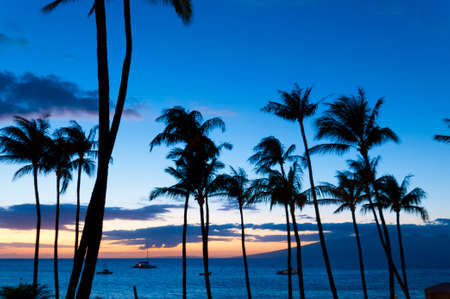 Palm trees and boats on the water in silhouette on the beach at sunset, on Maui, Hawaii, USAの写真素材