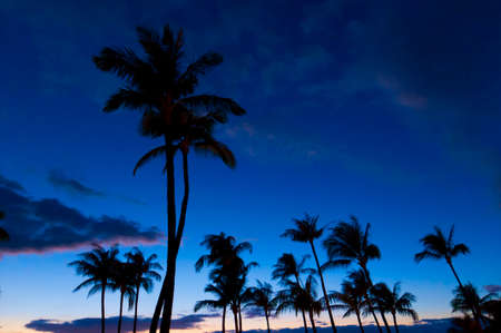 Palm trees in silhouette on the beach at sunset, on Maui, Hawaii, USAの写真素材