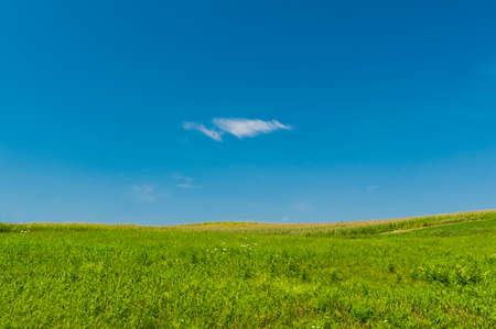 Lone cloud over a cornfiled in upstate New York, USAの写真素材