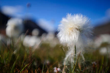 Closeup of fluffy white flowers in Longyearbyen, Svalbard, Norwayの写真素材