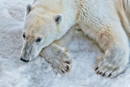 Digitally enhanced polar bear resting on the ice in Svalbard, Norwayの写真素材