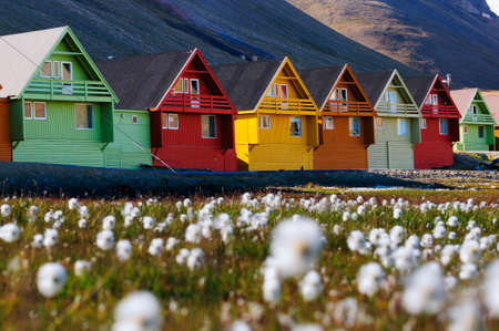 Foreground of arctic flowers and a row of very colorful homes in Longyearbyen, Svalsbard, Norway.の写真素材