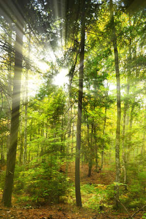 Sunrays streaking through a forest of large trees at Little Green Pond near Saranac Lake, New York,...