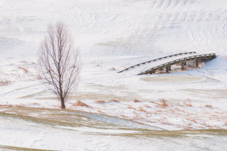 Barren trees on a snow covered landscapeの写真素材