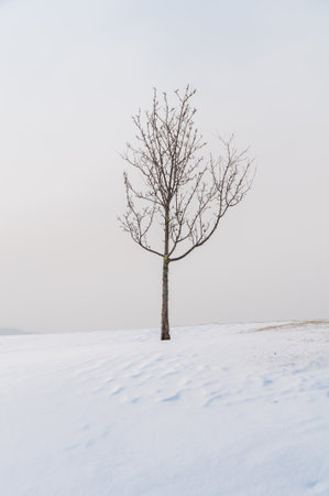 Barren trees on a snow covered landscape in Waterbury Center Vermontの写真素材
