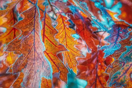 Frost covered autumn leaves in Stowe Vermont USA