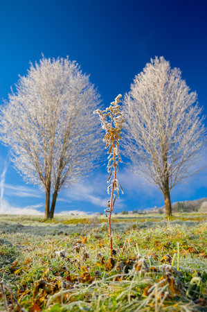Frozen weed in front of frost covered bare tree in Stowe Vermont USAの写真素材