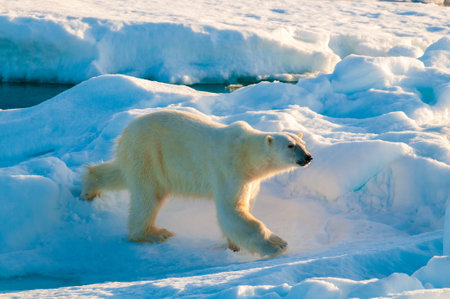 Polar bear in the arctic circle walking along an ice pack in Nordaustlandet, Svalbard, Norwayの写真素材