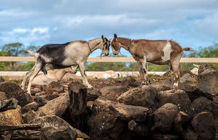 Two goats staring at each otherの写真素材