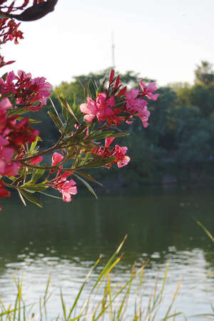 brach of a tree with beautiful pink flowers blossoming and in the background a landscape with the water of a river and a clear blue sky - spring floral wallpaperの写真素材