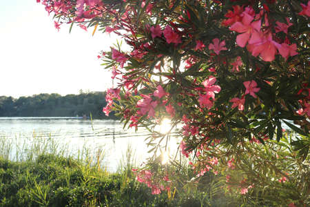 romantic landscape with pink flowers of a tree blossoming over the water of a river reflecting a bright sun, with grass and a blue sky in the background - spring floral wallpaperの写真素材
