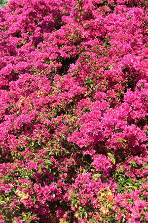 romantic background with pink fuchsia flowers blossoming in a awesome garden - vertical floral...