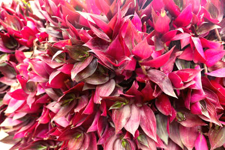 close up of fuchsia pink and garnet wild exotic flowers blossoming with pointed leaves - beautiful...