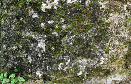 green moss on a gray stone wall - rough texture for a backgroundの写真素材