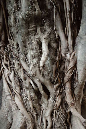 old tree trunk with several wooden interlaced and twisted branches