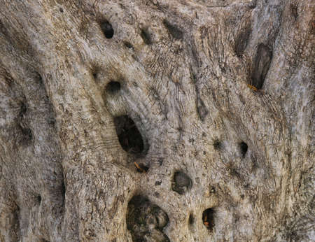 wood texture of olive tree close up - twisted material with holesの写真素材