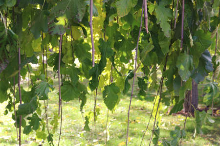 green leaves on hanging branches of a vineyard - beautiful landscape wallpaperの写真素材