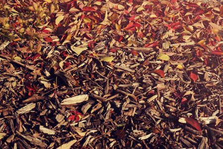 Autumn ground with red and yellow leaves fallen from trees and wooden sticks - beautiful background textureの写真素材