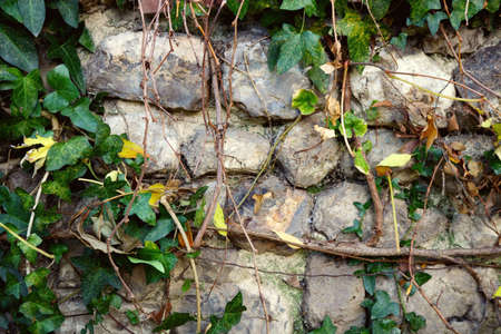 old wall background with big stone bricks damaged texture and green ivy plants with leavesの写真素材