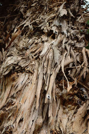Ancient big exotic tree with irregular bark hanging texturesの写真素材