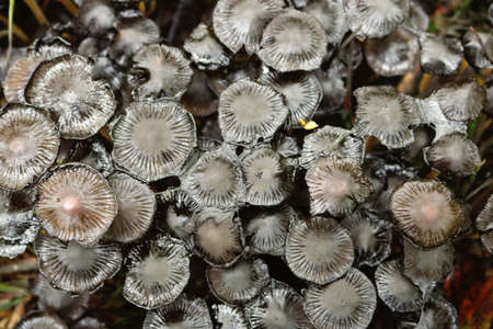 Many black and brown wild mushrooms growing in a forest in autumn - texture from aboveの写真素材