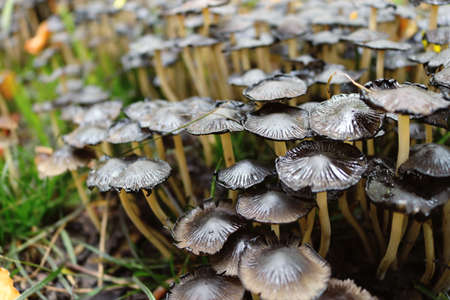Many black and brown wild mushrooms growing in a forest in autumnの写真素材