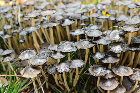 Many dark wild mushrooms on nature growing in a forest in autumnの写真素材
