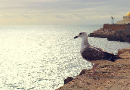 lonely seagull watching the sea from the shore on the waterfront at sunset - atlantic ocean wallpaper from Cadizの写真素材