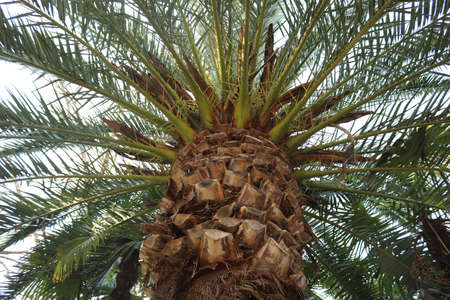 big palm tree trunk with leaves in a perspective view upward - abstract wallpaper composition
