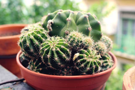 small rounded cacti in a cute pot of the terrace balconyの写真素材