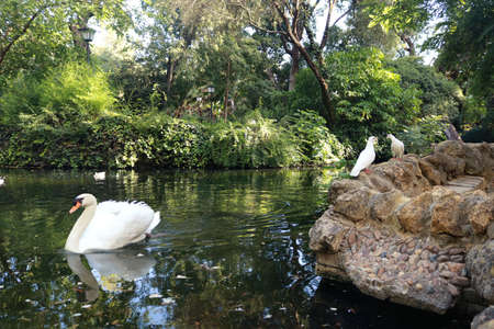 white swan on the lake of a park swimming in the water with two pigeons in the background on a rock and trees - beautiful wallpaperの写真素材