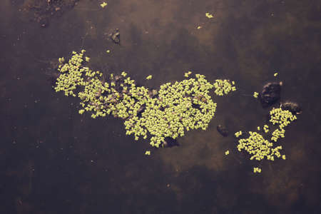 green lichens and moss floating in the surface of the dark water of a lake, making the shape of the map of an island- top view background wallpaperの写真素材