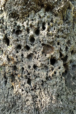 old cork tree trunk with holes in the bark - wooden rare texture