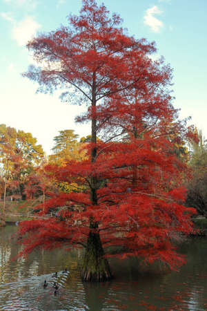 cypress trees in the water of a lake with red and orange leaves - colorful autumn landscape