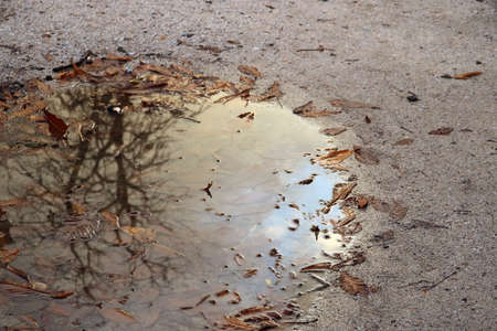 puddle in which the cloudy sky and a leafless autumn tree are reflected - melancholic scene of introspection and meditationの写真素材