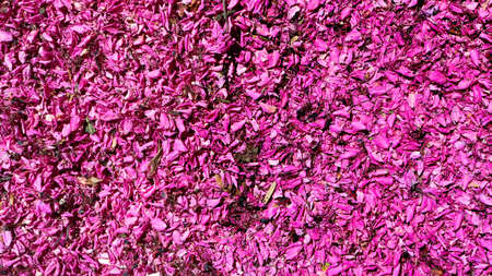 colorful pink flower petals covering the entire surface - spring texture for a feminine wallpaper...