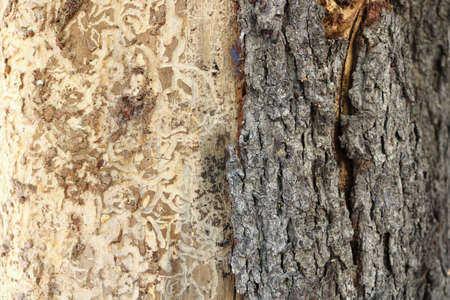 tree trunk half bark and half bare skin of the woodの写真素材