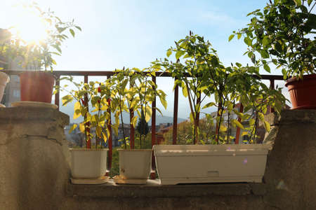 garden, terrace, leaves, plant, nature, gardening, growing, growth, chilli, peppers, food, pepper, red, hot, spice, piquant, green, house, vegetable, spicy, ingredient, home, sun, fresh, natural, landの写真素材