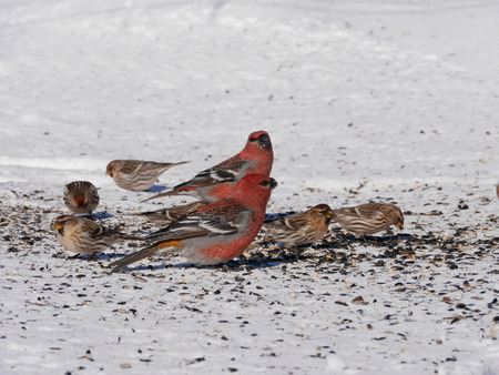 beautiful pine grow beaks feeding on snow の写真素材