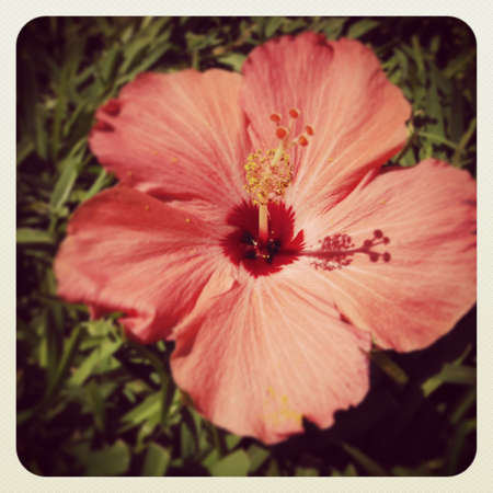 closeup of exotic hibiscusの写真素材