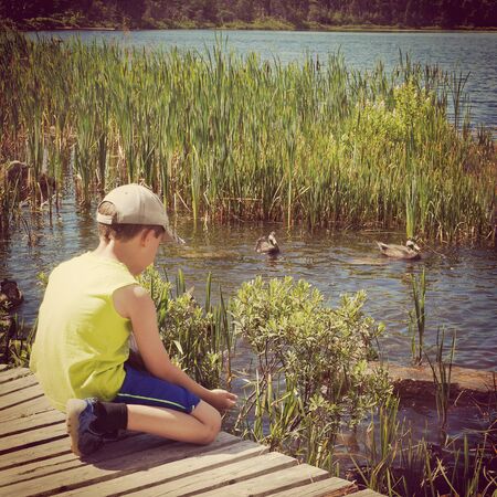 young boy feeding ducks at summertimeの写真素材