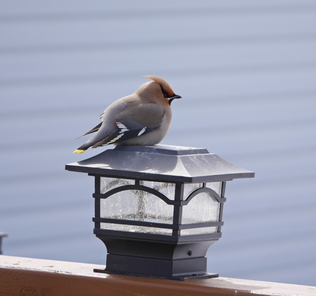 stunning image of bohemian waxwing on light postの写真素材