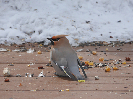 stunning image of bohemian waxwing in winterの写真素材
