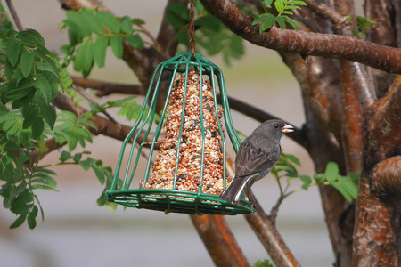 stunning close-up of finch on feeder in summerの写真素材