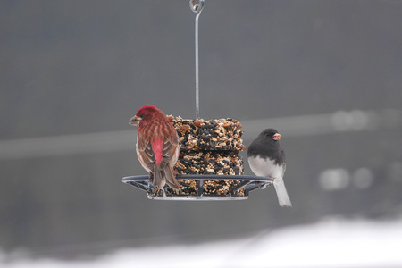 beautiful image of two finches on winter feederの写真素材