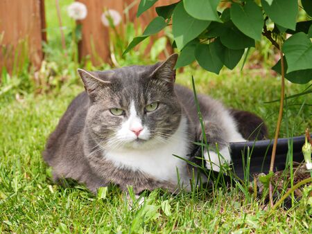 Beautiful grey cat laying in grass close-upの写真素材