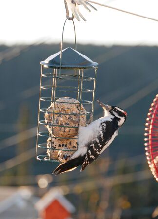 stunning image of hairy woodpecker on suet feeder at summerの写真素材