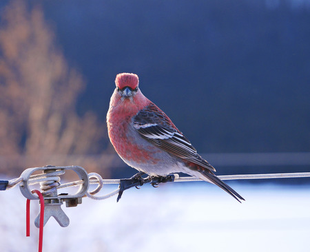 stunning close-up of red male pine grosbeak birdの写真素材