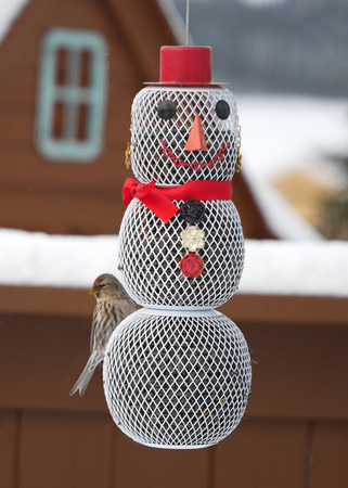 beautiful redpoll feedin on snowman feeder at Christmasの写真素材