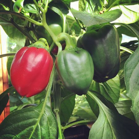 stock image of colorful red and green bell peppers growing in a greenhouseの写真素材
